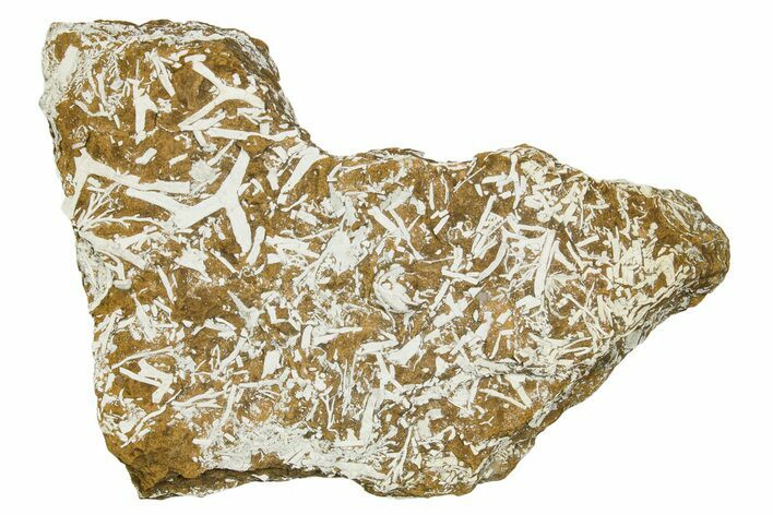 Ordovician Kukersite Oil Shale with Bryozoan Fossils - Russia #369582